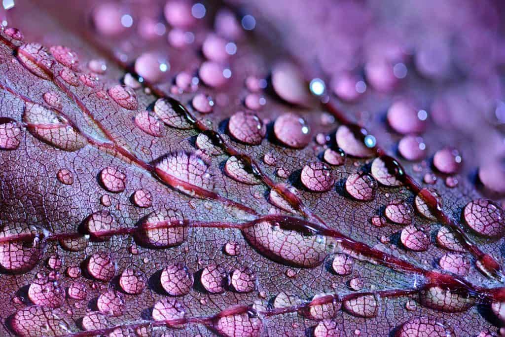 close up of purple leaf and water drops