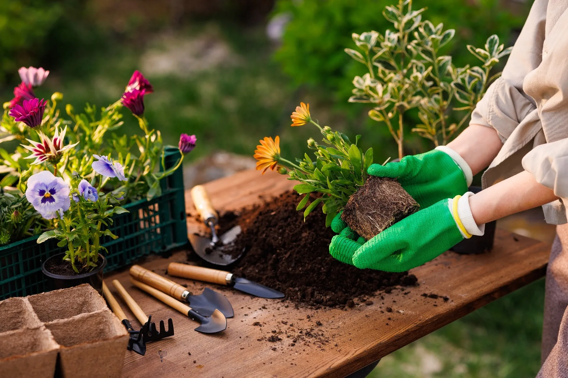 A woman adding plants to a garden.